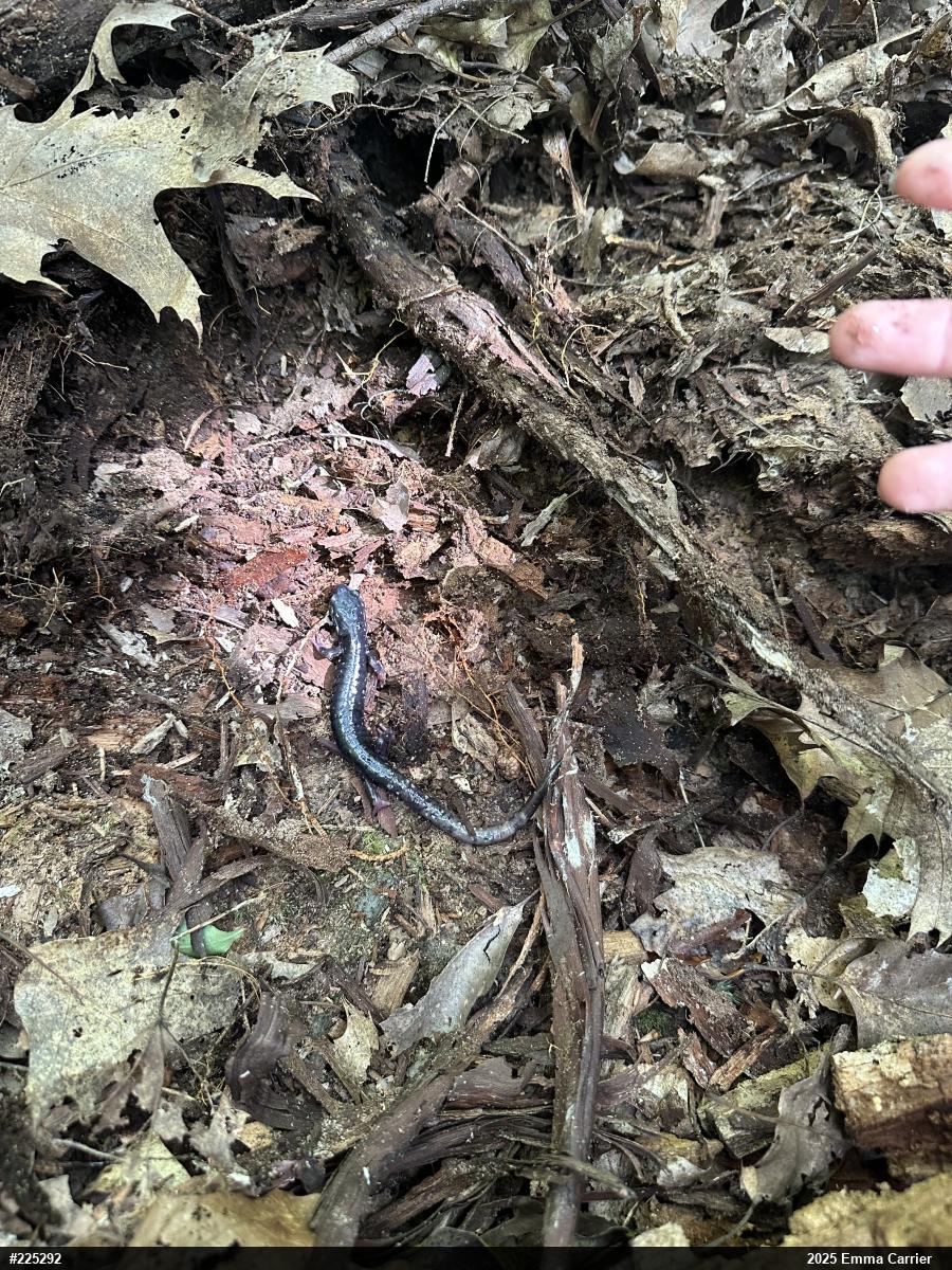 Northern Slimy Salamander