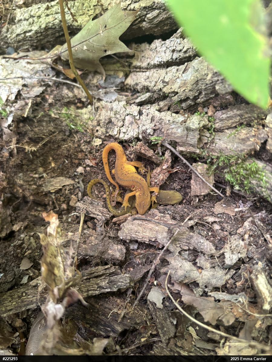 Red-spotted Newt