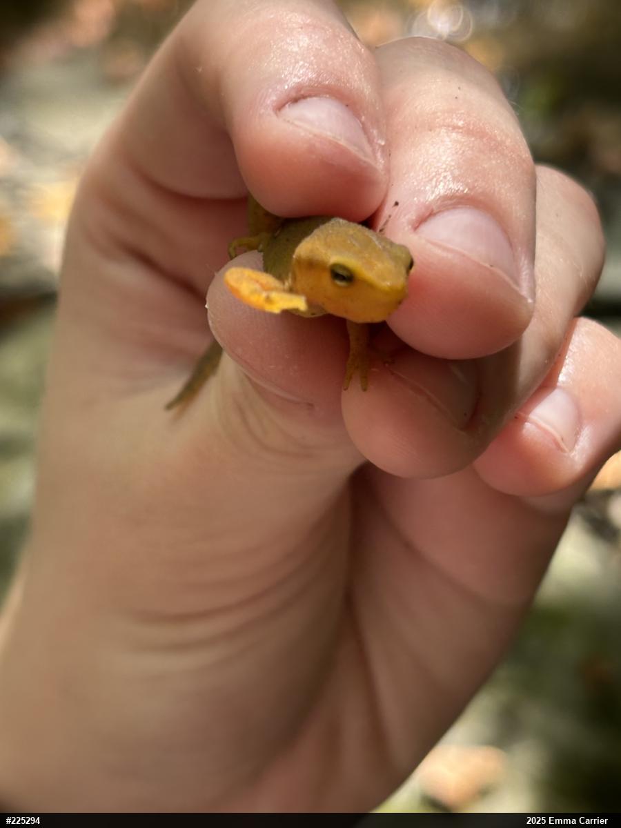 Red-spotted Newt