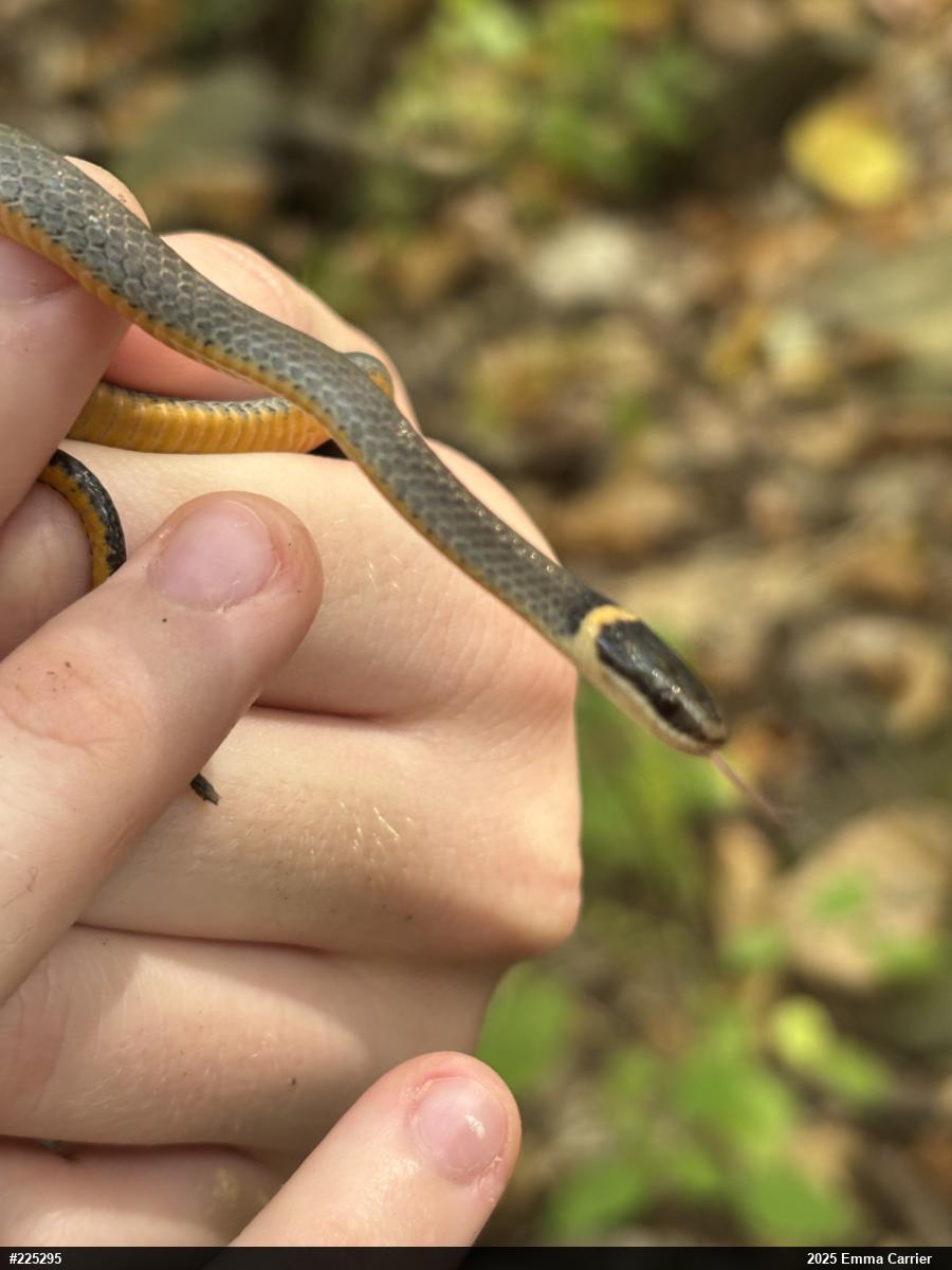 Northern Ring-necked Snake