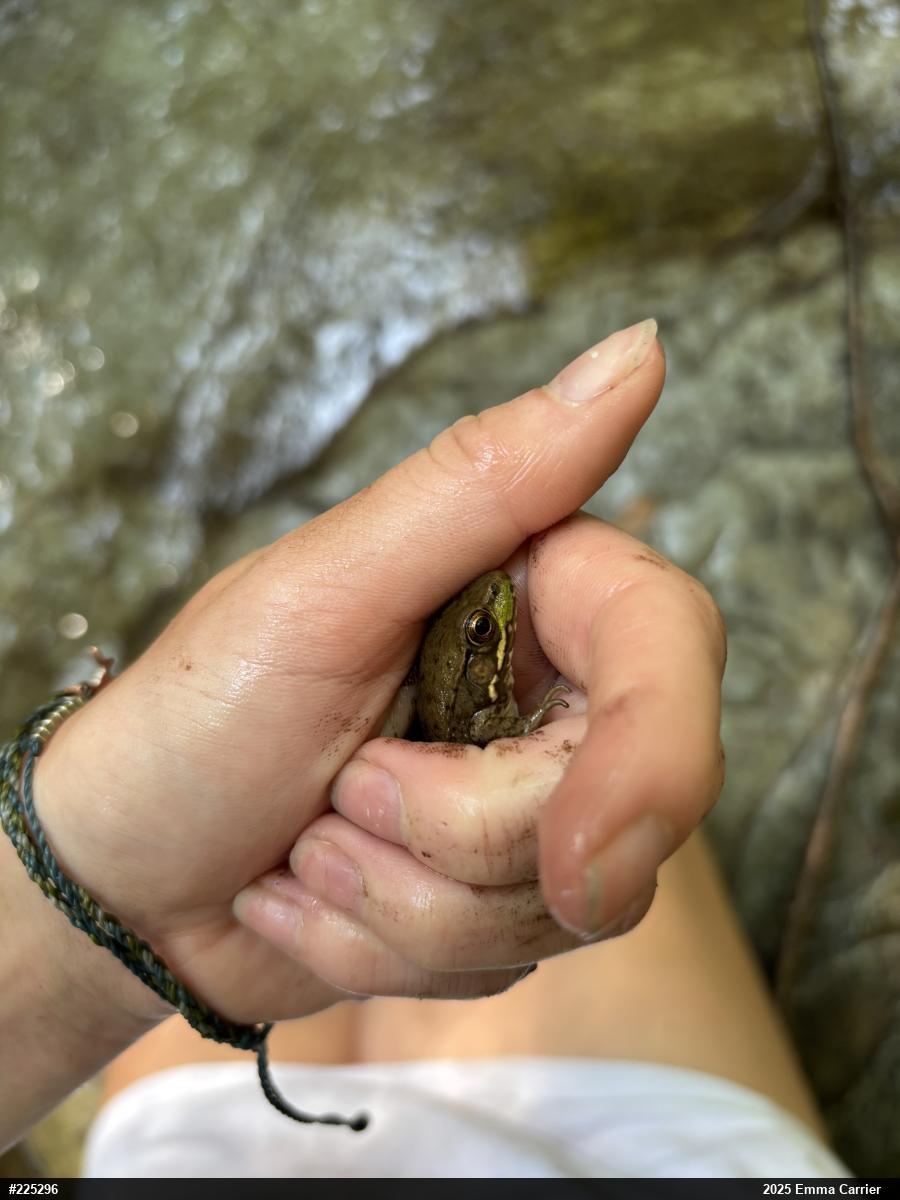 Green Frog