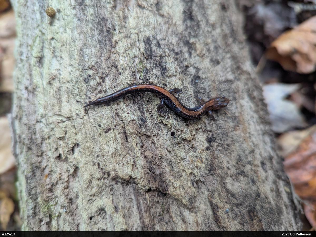 Eastern Red-backed  Salamander