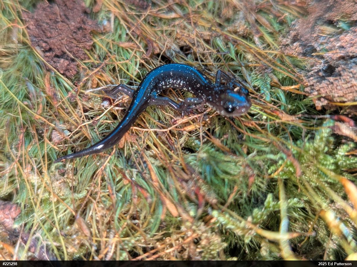 Wehrle's Salamander