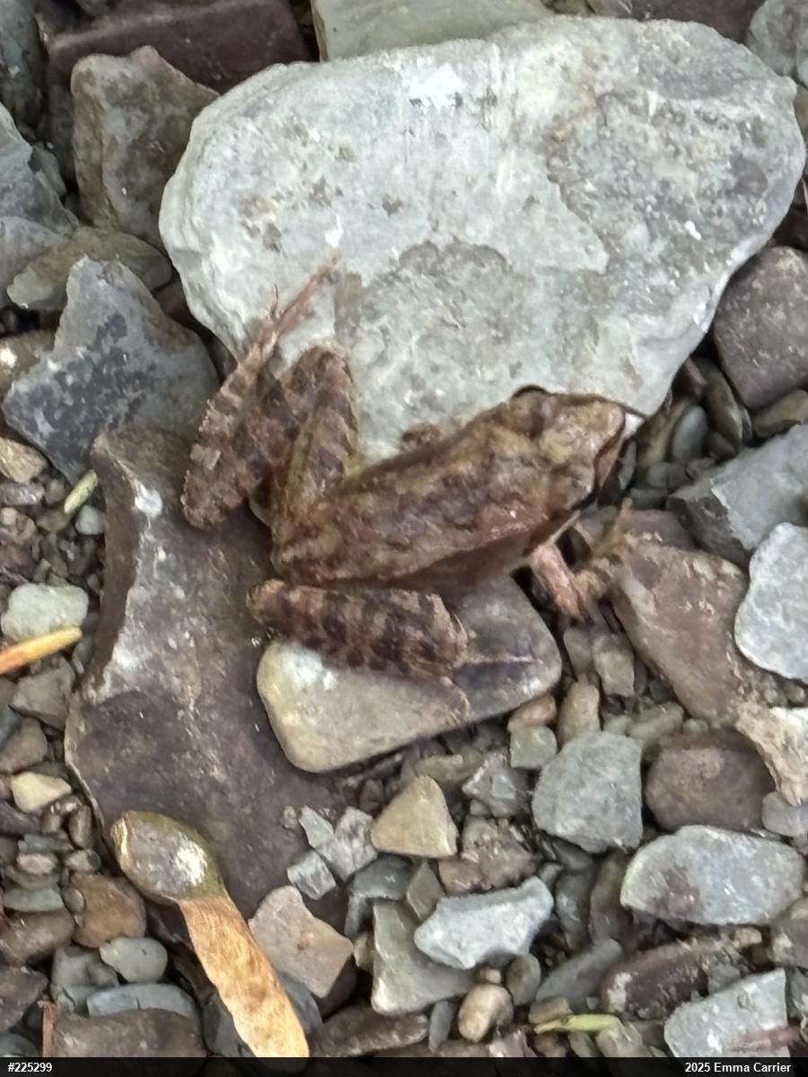 Wood Frog