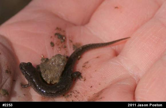 Northern Dusky Salamander