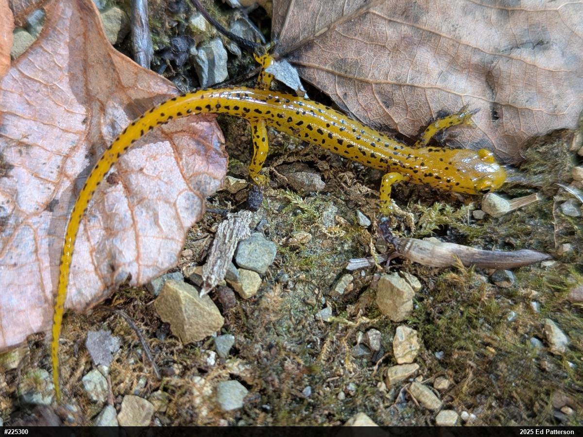 Eastern Long-tailed Salamander