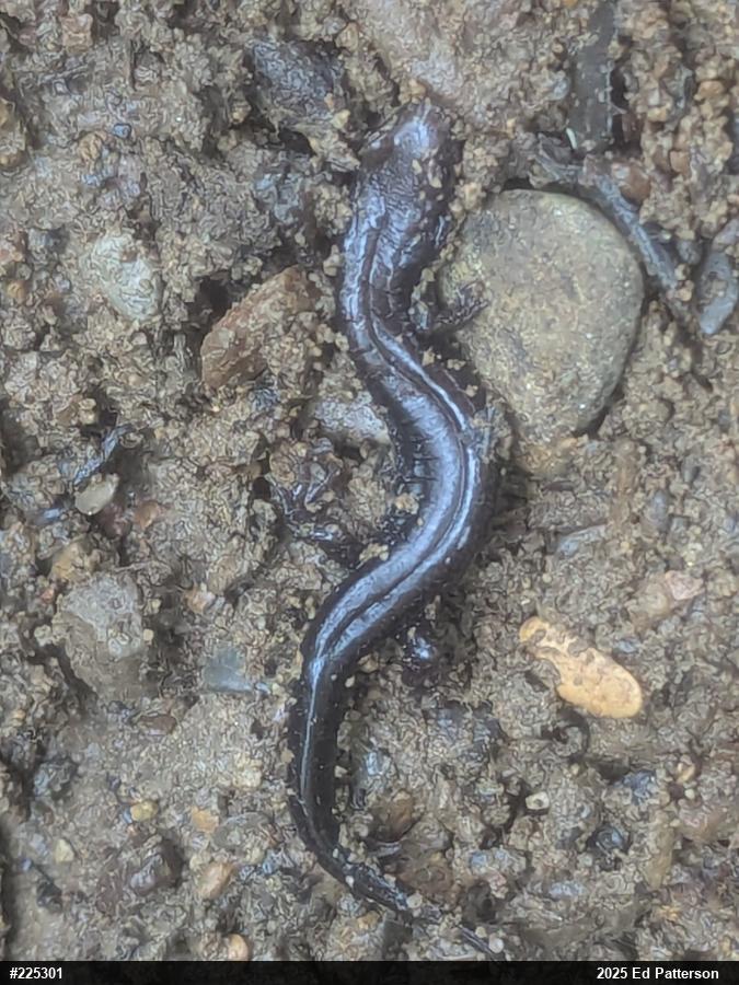 Allegheny Mountain Dusky Salamander