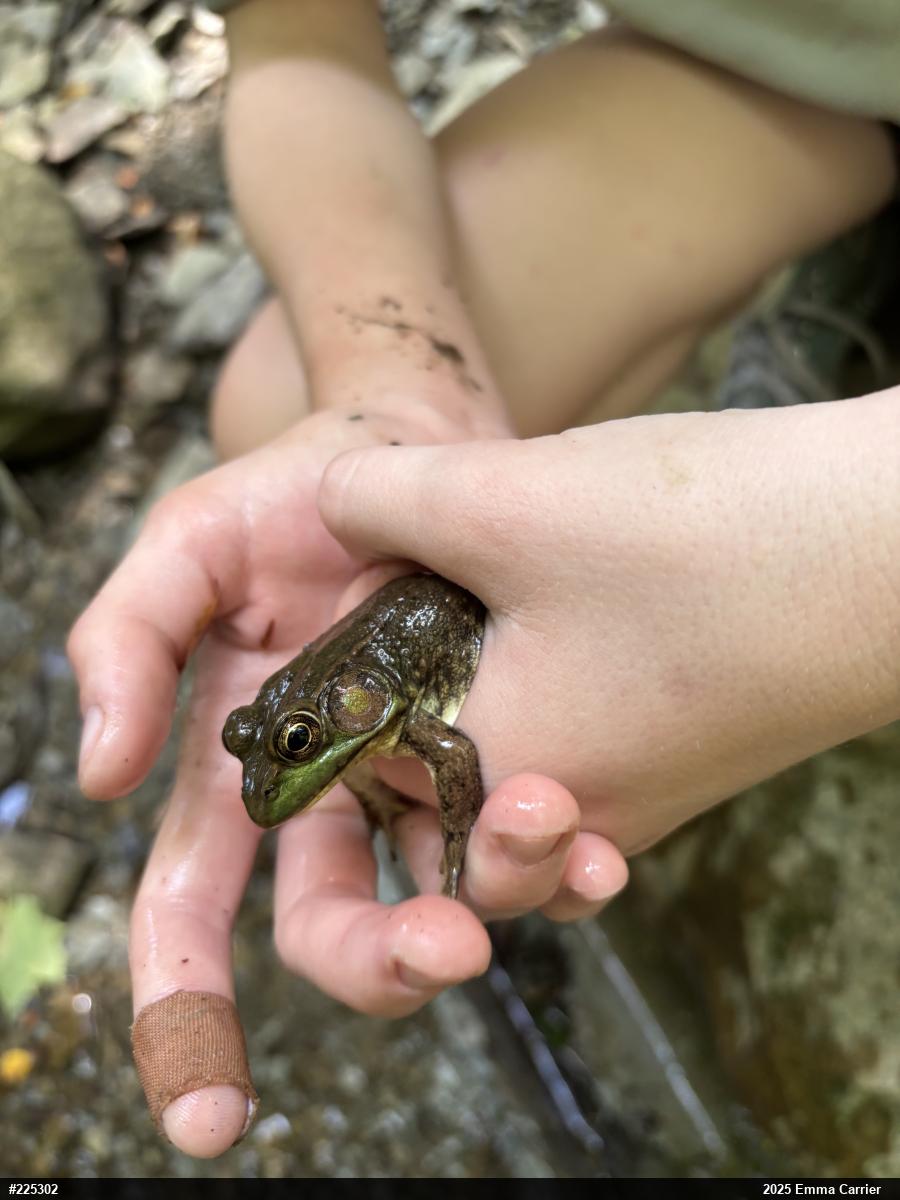 Green Frog