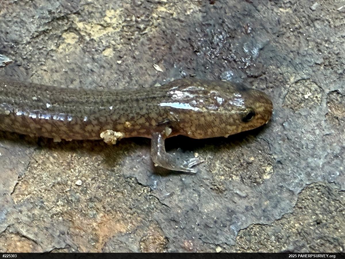 Northern Spring Salamander
