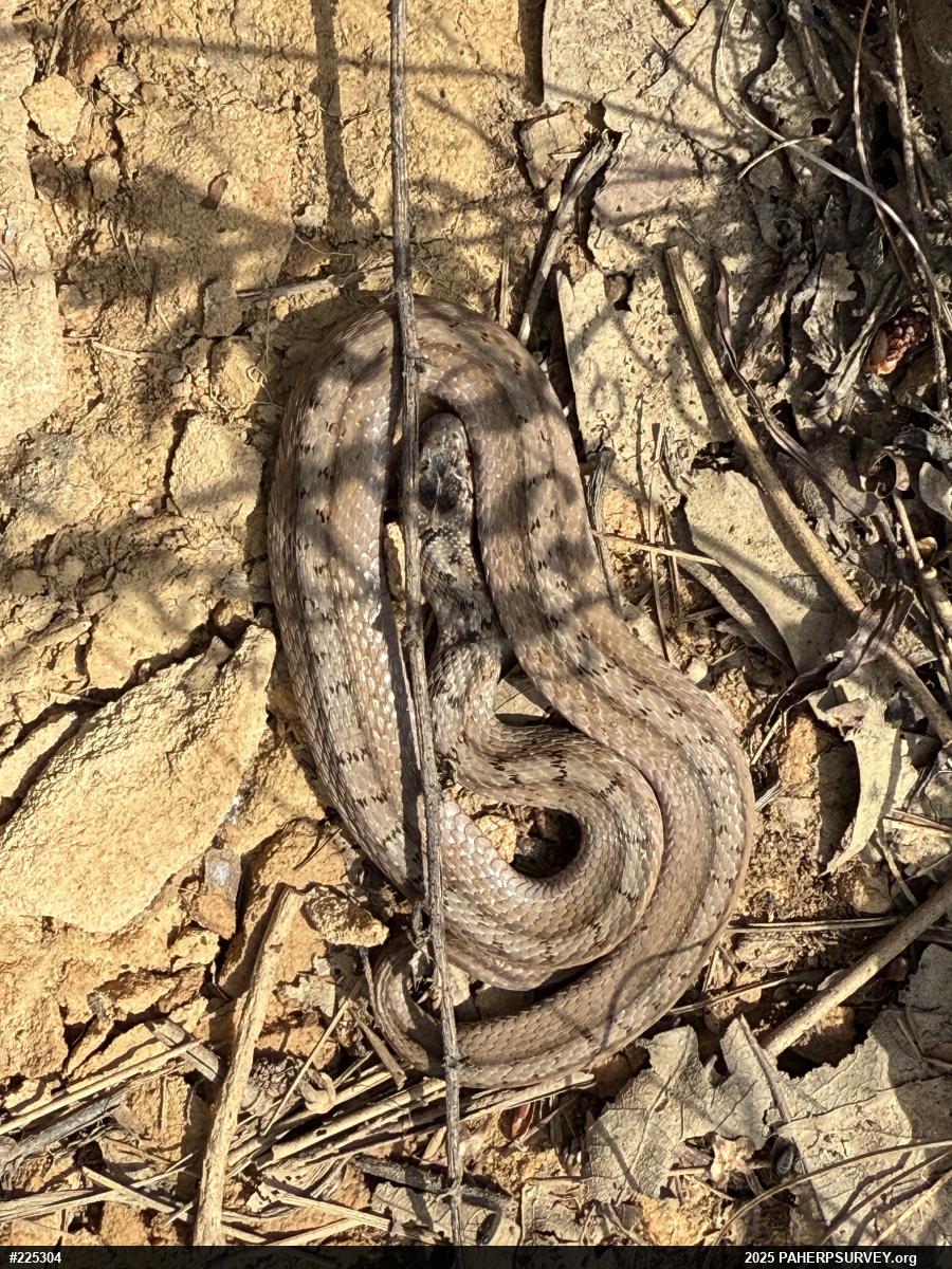 Dekay's Brownsnake