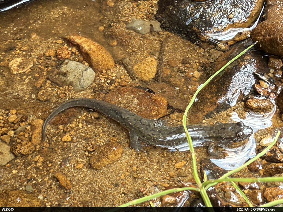 Northern Dusky Salamander