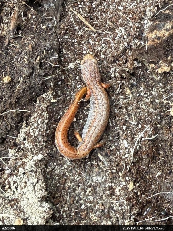 Four-toed Salamander