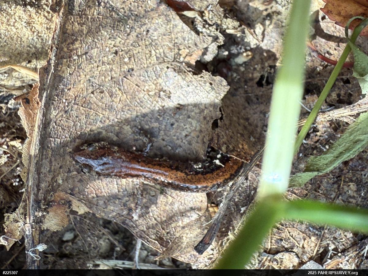 Eastern Red-backed  Salamander