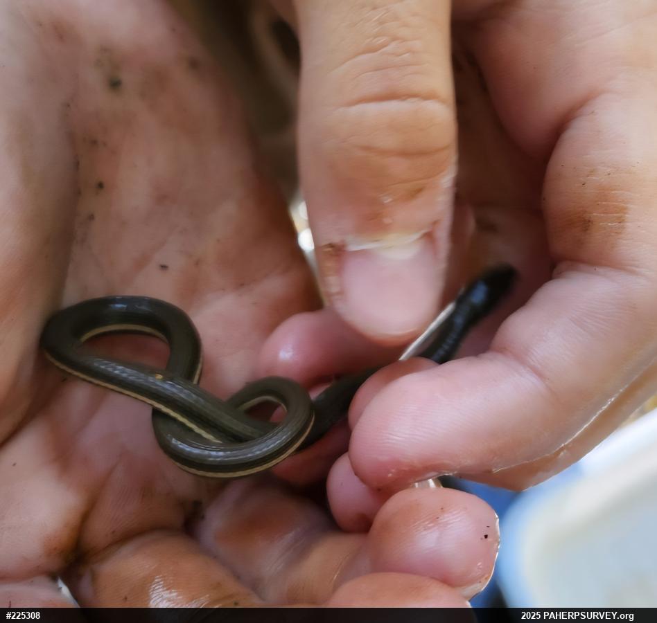 Queensnake