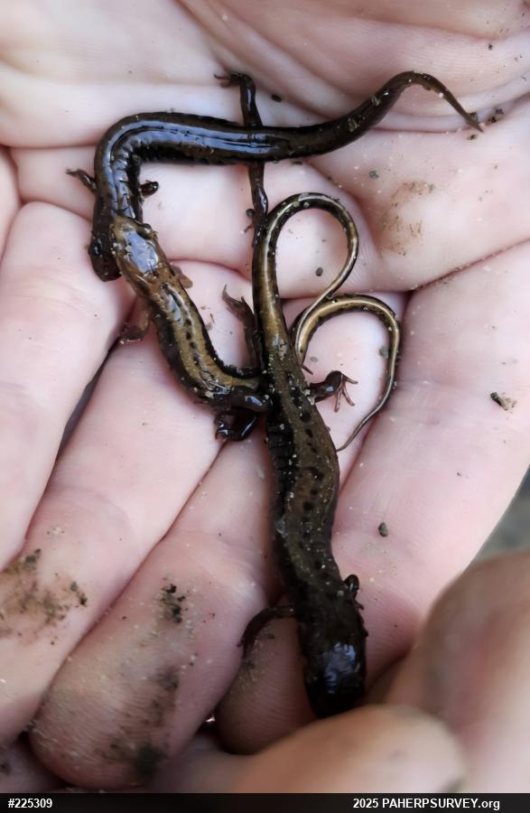 Allegheny Mountain Dusky Salamander