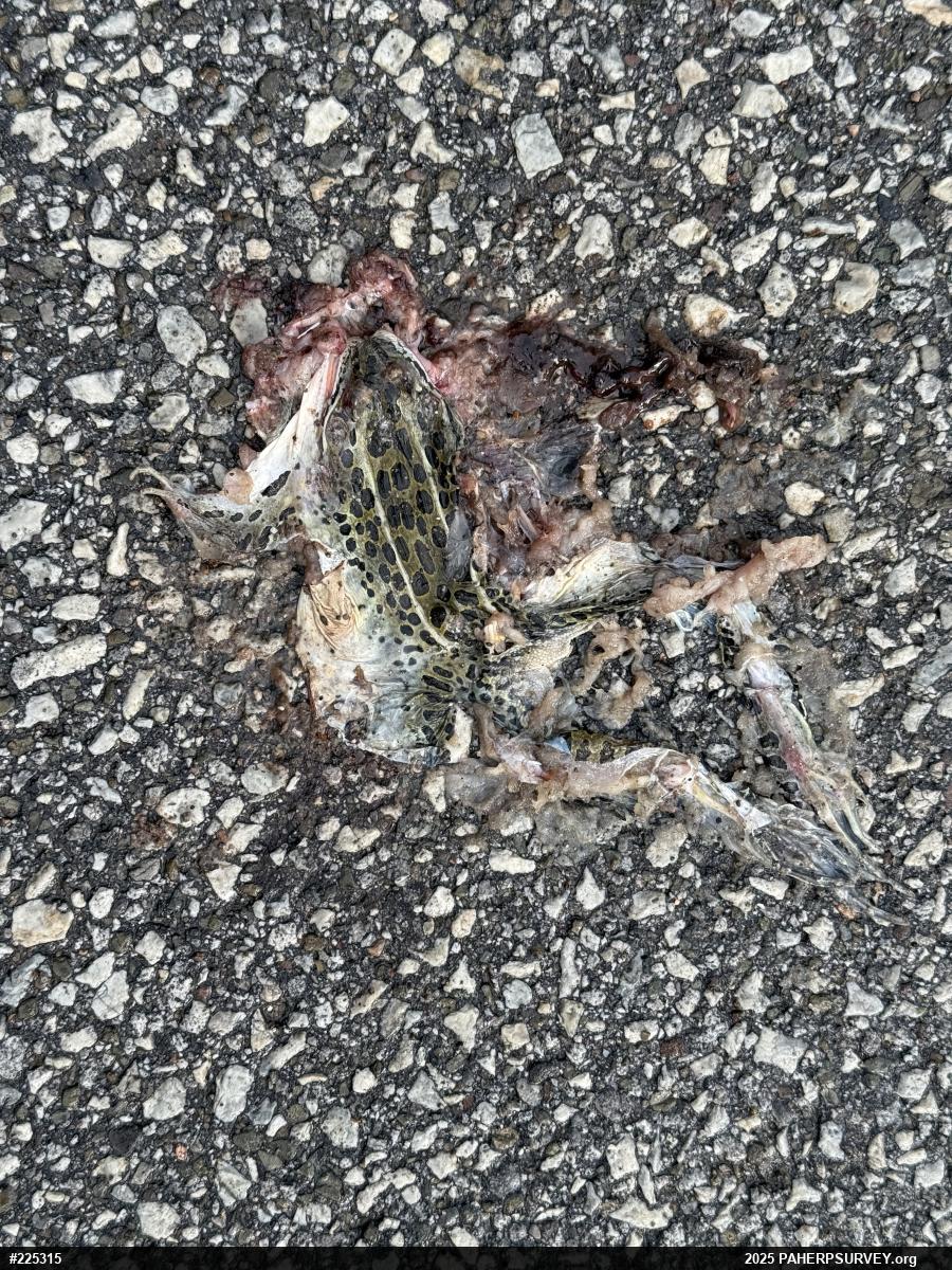 Northern Leopard Frog