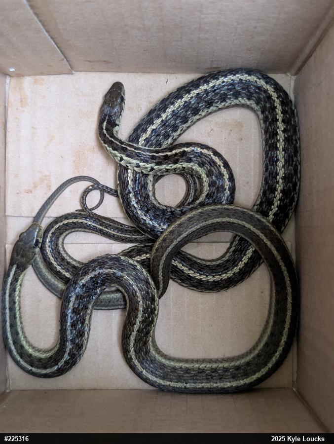 Eastern Gartersnake
