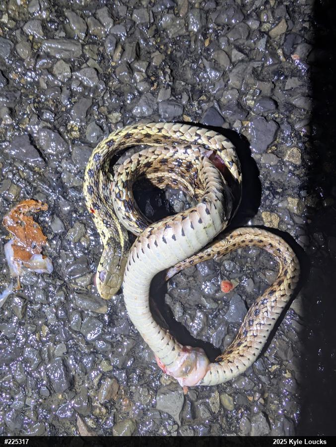Eastern Gartersnake
