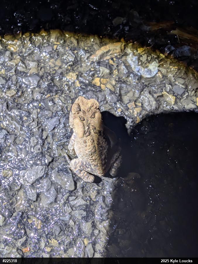 Eastern American Toad