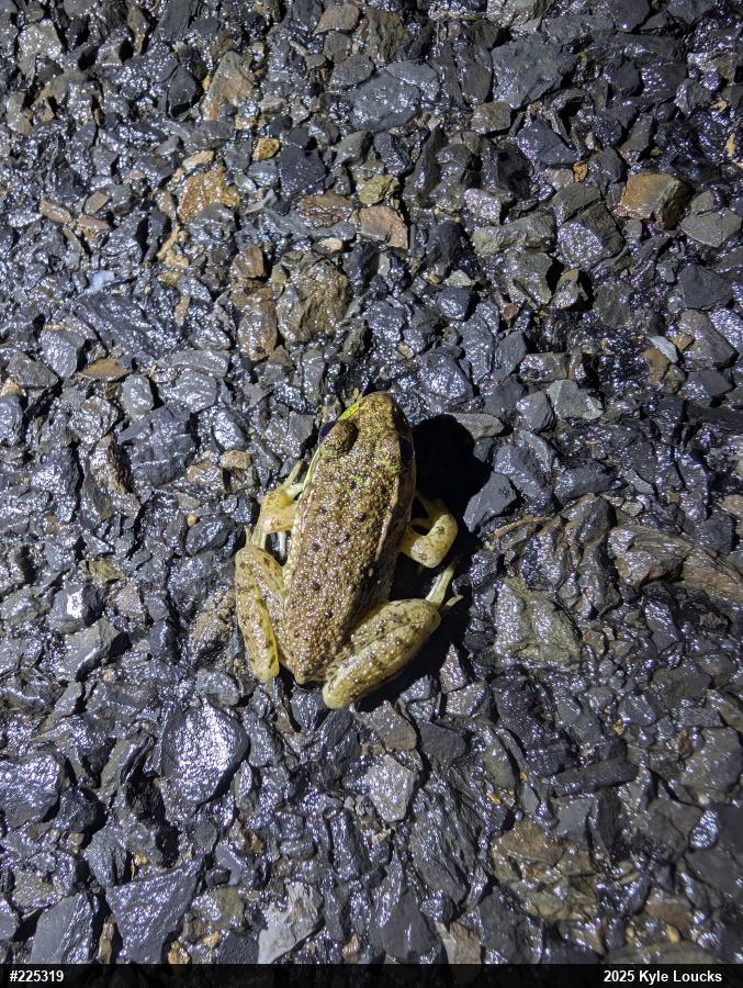 Green Frog