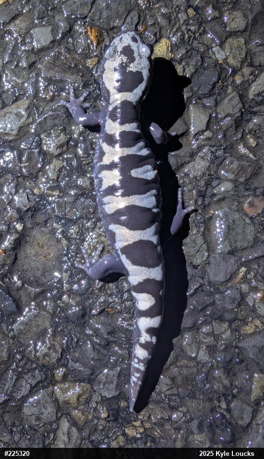 Spotted Salamander