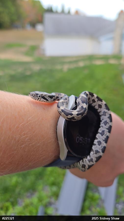 Eastern Ratsnake