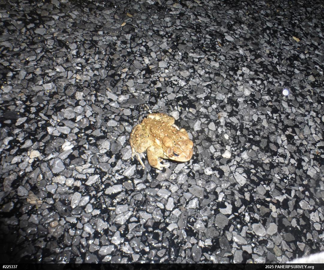 Eastern American Toad