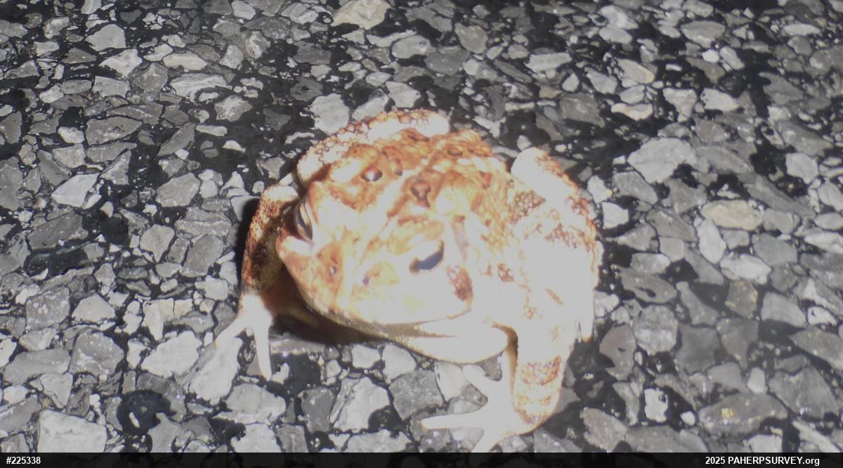 Eastern American Toad