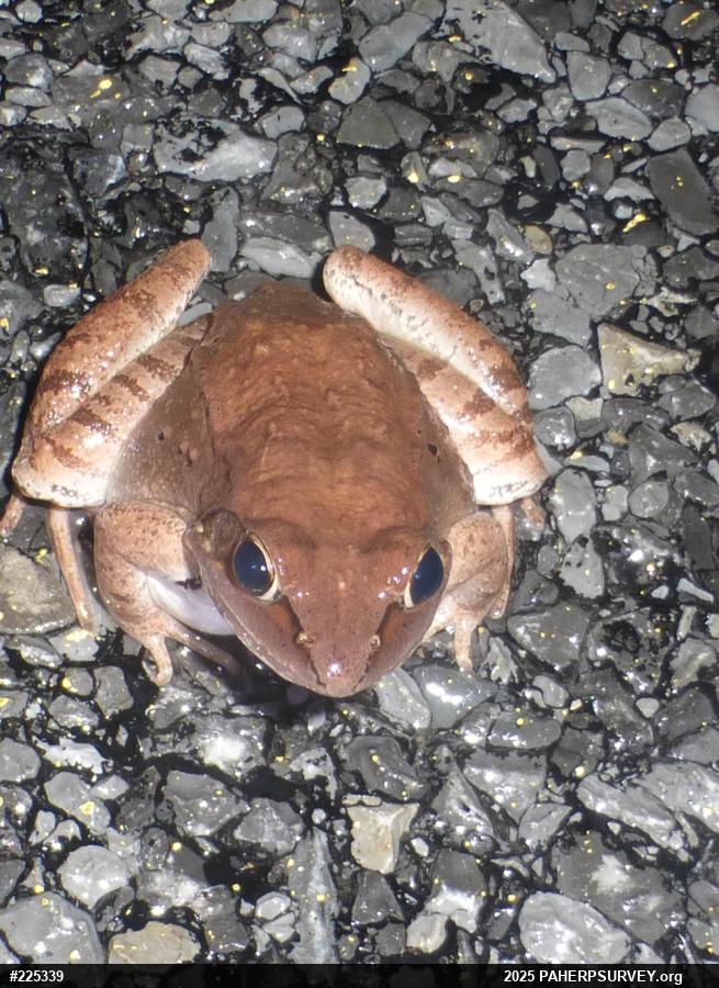 Wood Frog