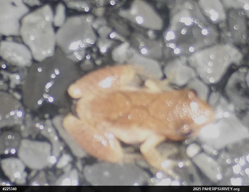 Spring Peeper