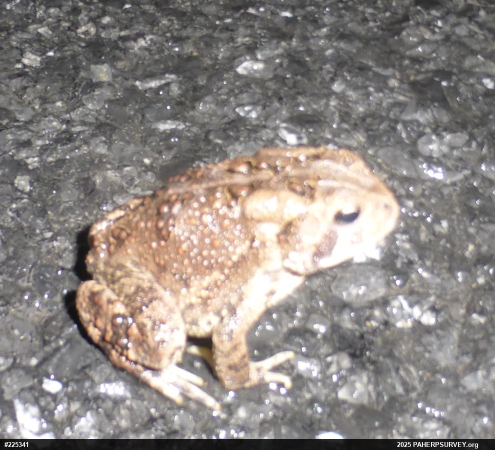 Eastern American Toad