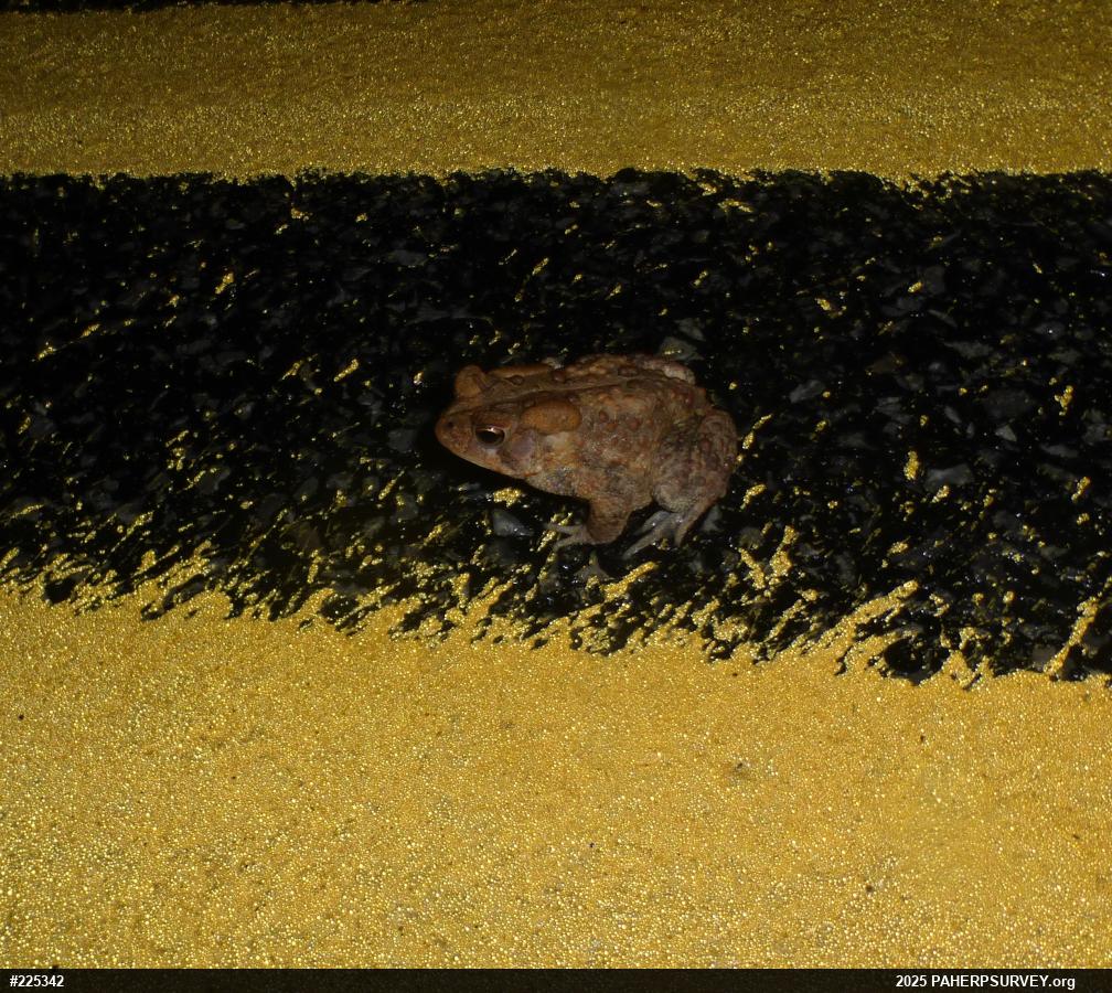 Eastern American Toad