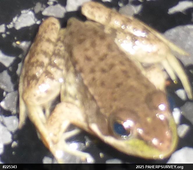 Green Frog