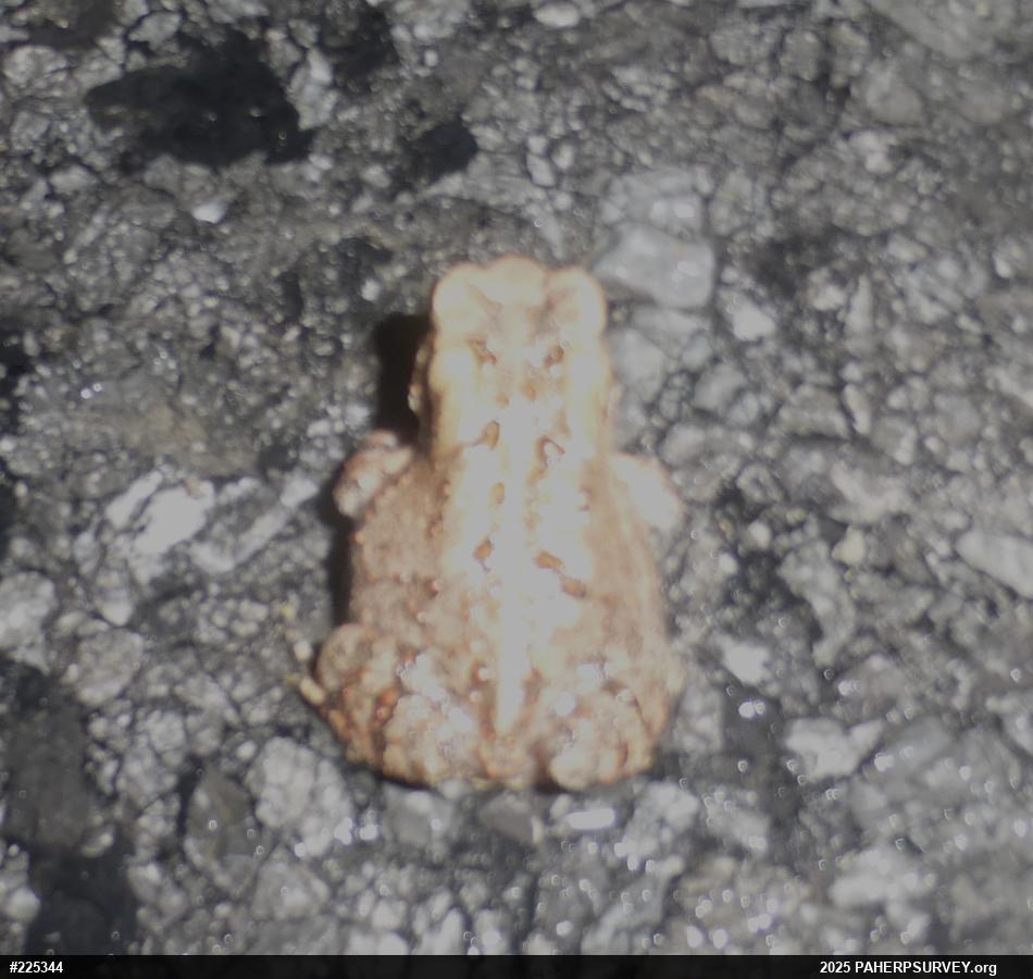 Eastern American Toad
