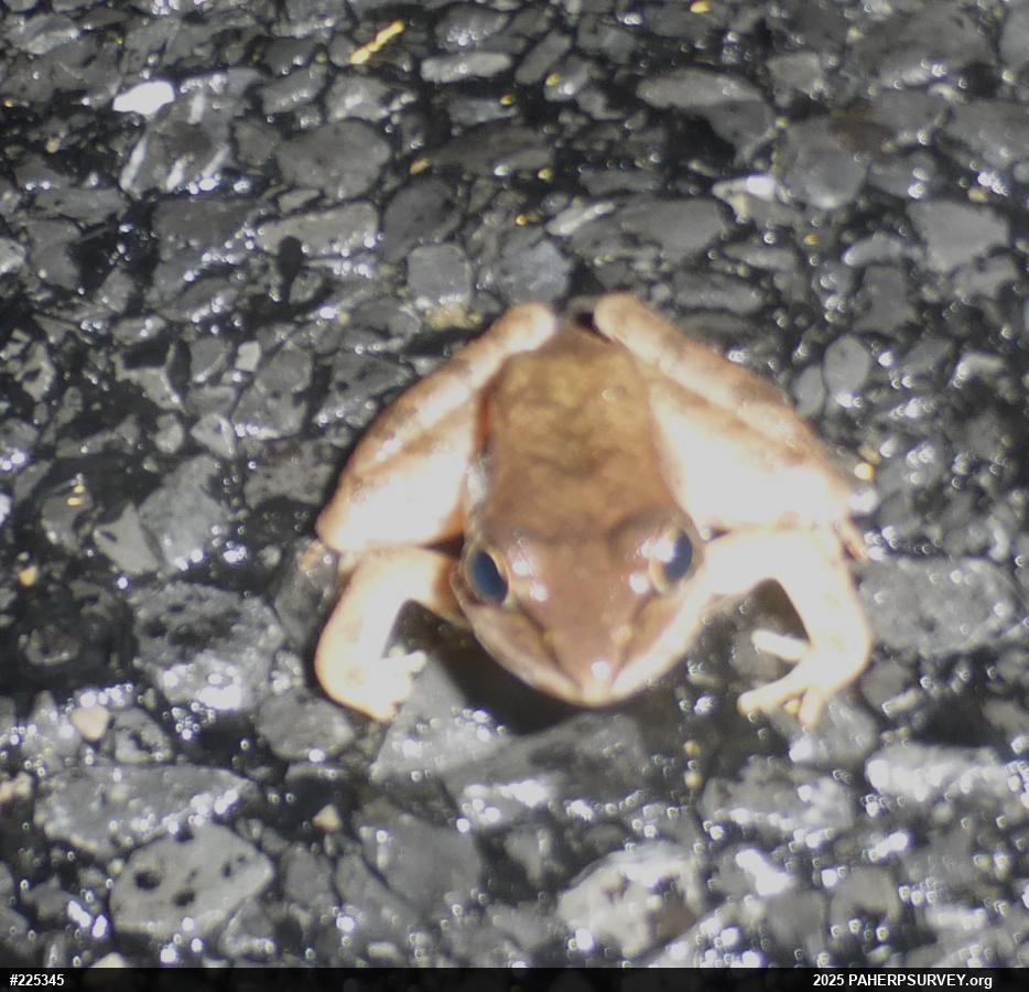 Wood Frog