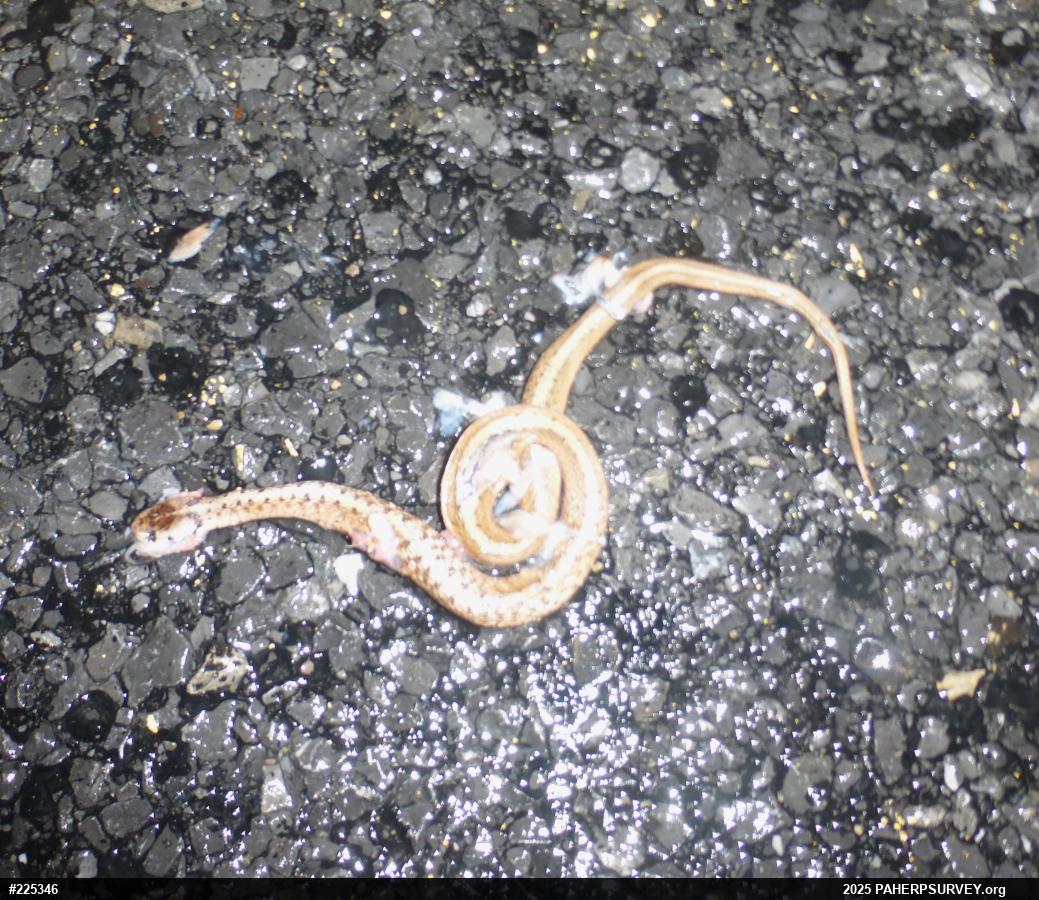Dekay's Brownsnake