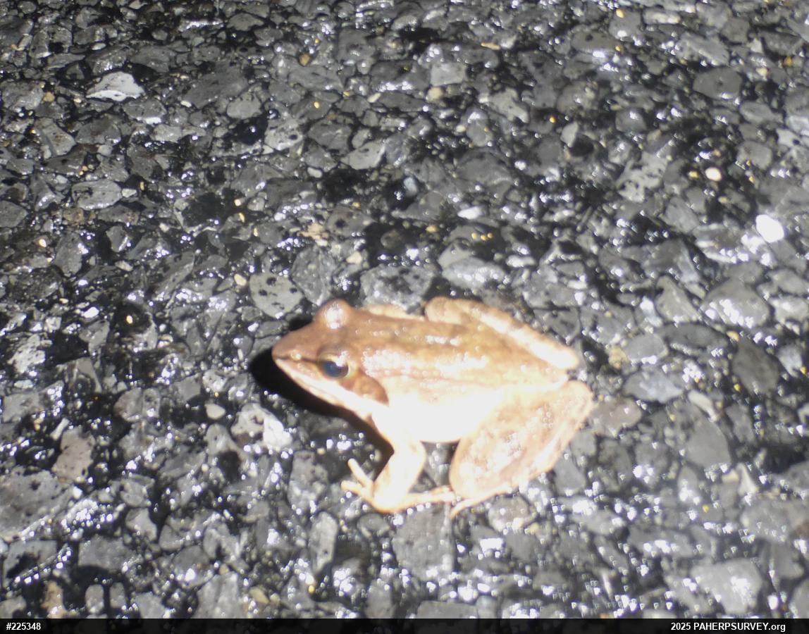 Wood Frog