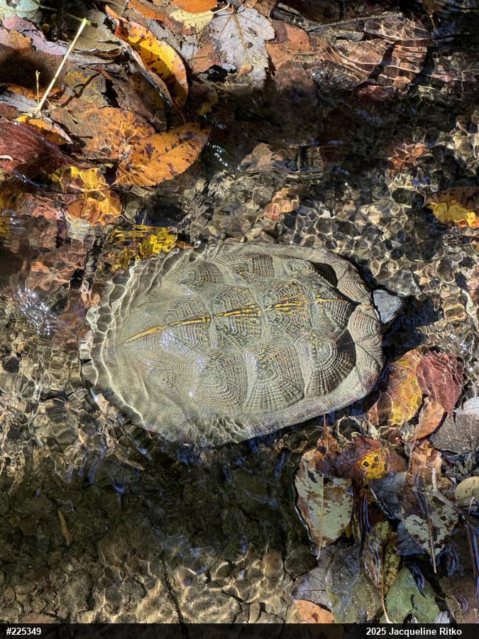 Wood Turtle