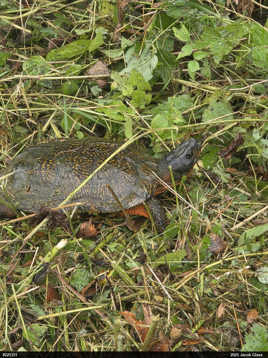 Wood Turtle