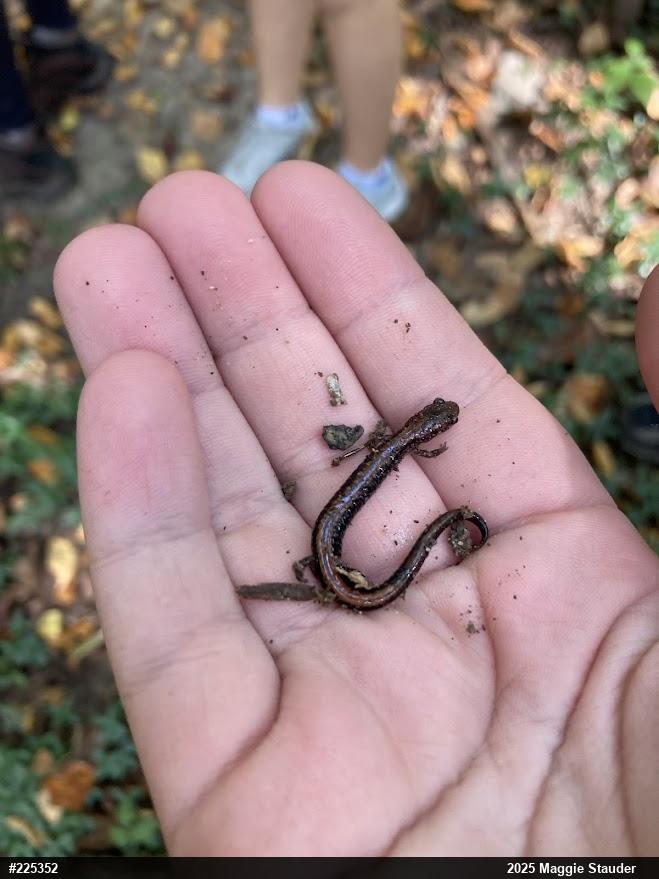 Eastern Red-backed  Salamander