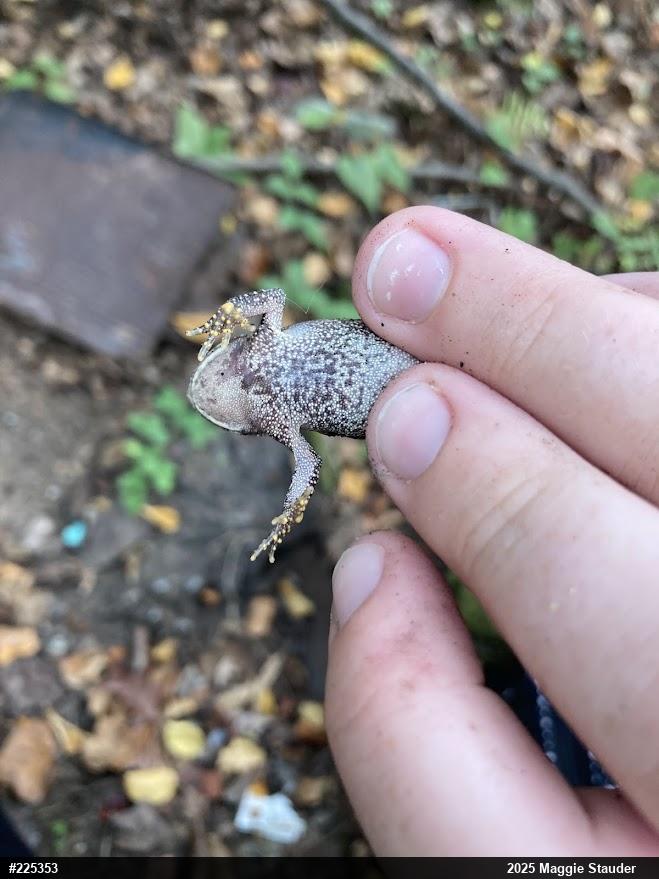 Eastern American Toad