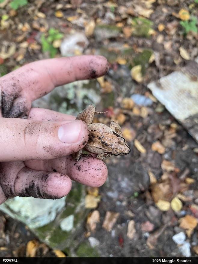 Wood Frog
