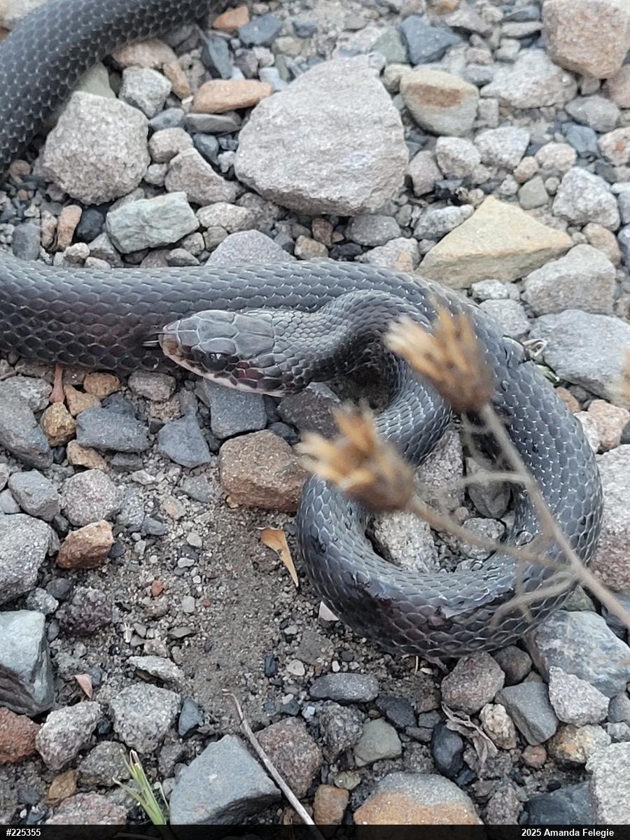 Northern Black Racer
