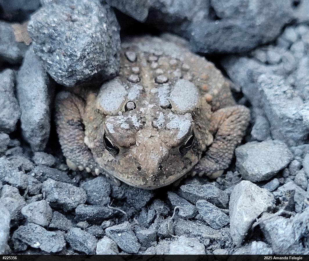 Eastern American Toad