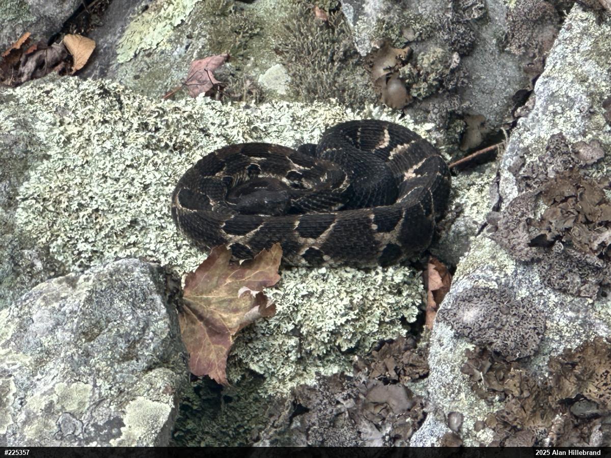 Timber Rattlesnake