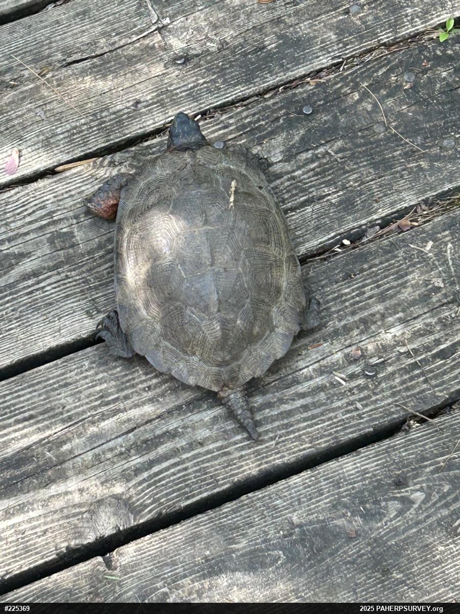 Wood Turtle