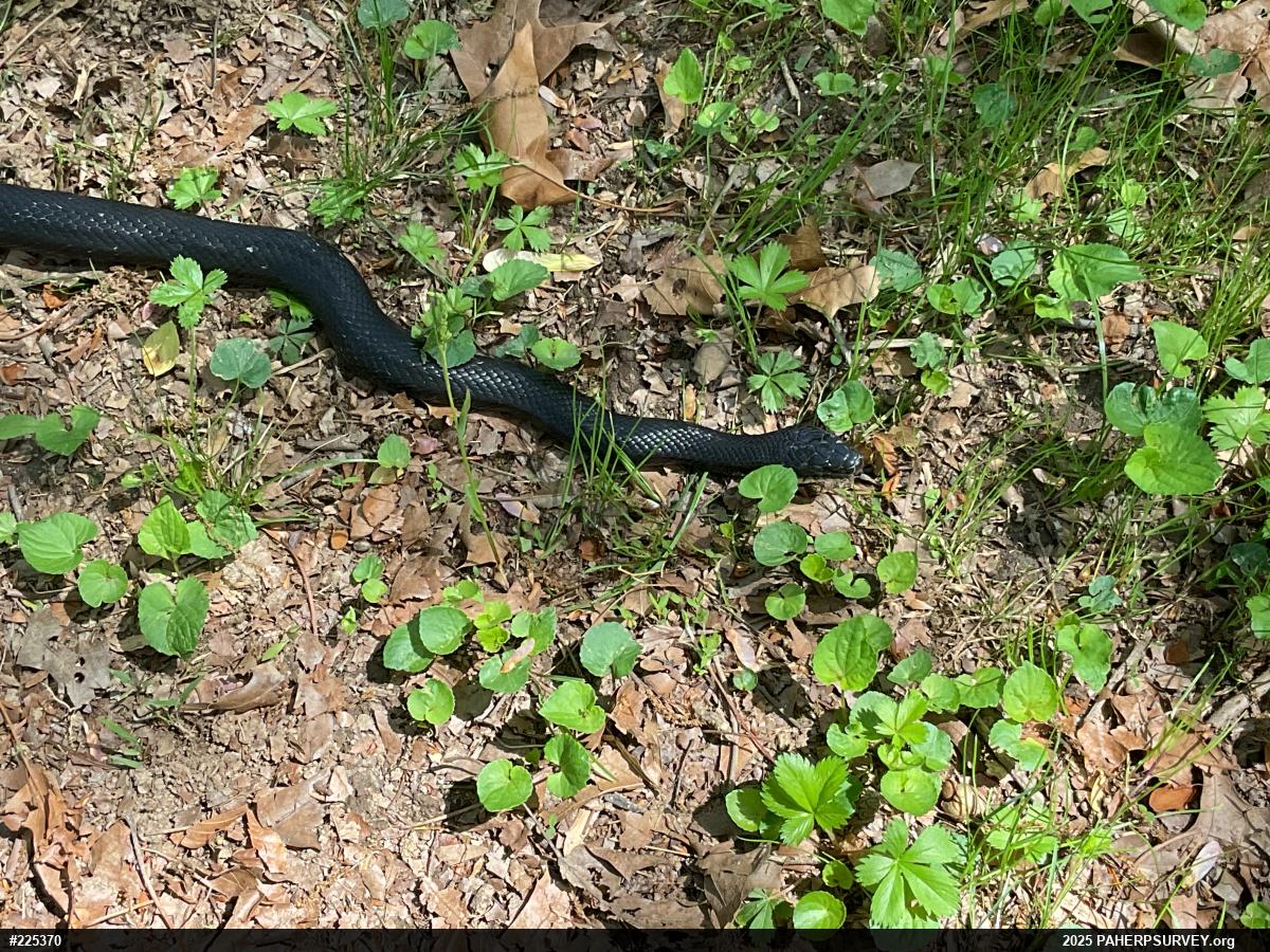 Eastern Ratsnake