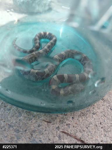 Eastern Milksnake