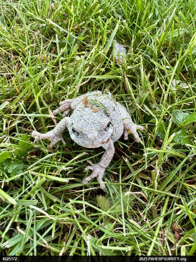 Unknown Gray Treefrog