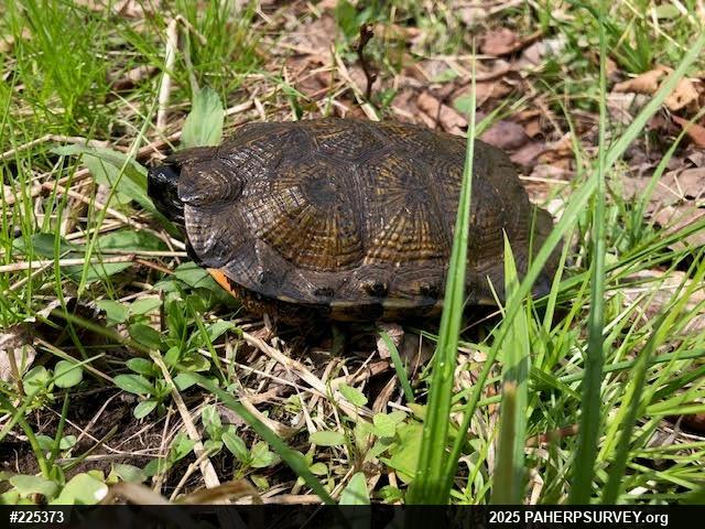 Wood Turtle